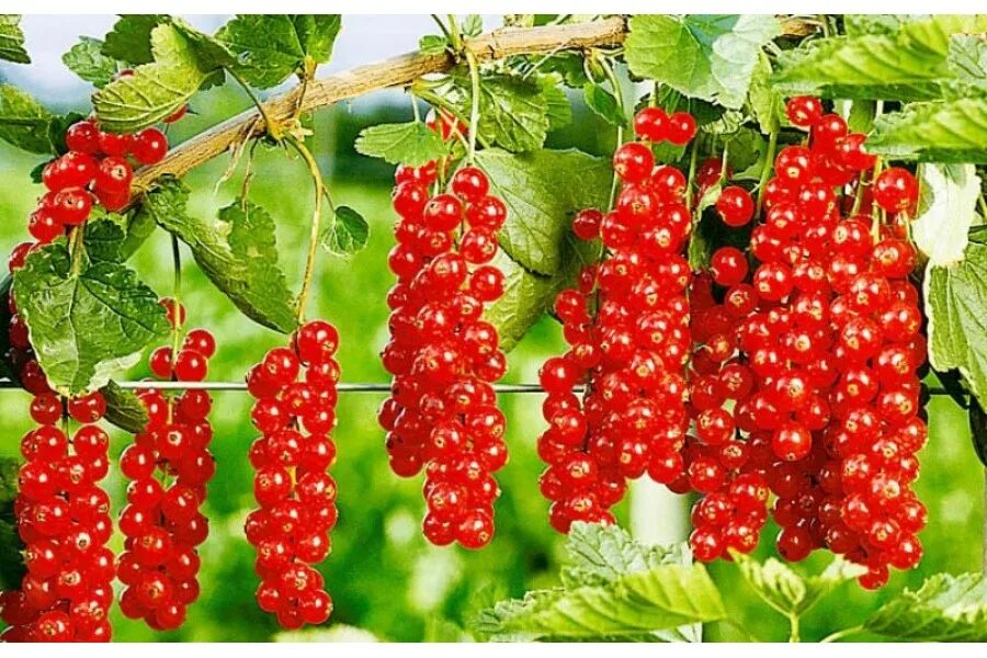 Уральские сорта смородины
