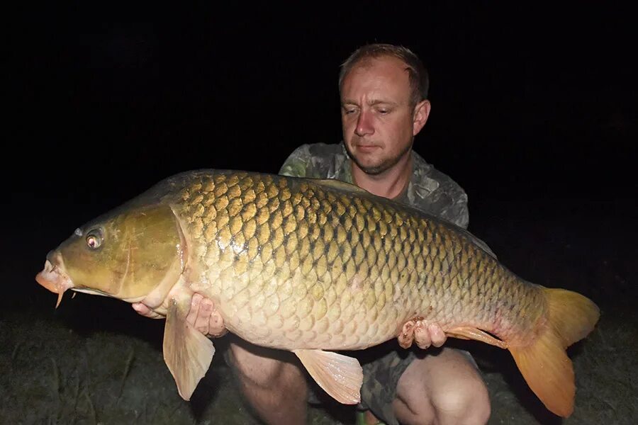 Венгерский карп. Карп 10 кг. Карп 16 кг. Голодяевский пруд пензенской области рыбалка. Карп 20 кг.