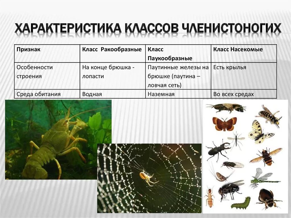 Биологии 7 класс ракообразные паукообразные и насекомые. Членистоногие характеристика. Членистоногие насекомые характеристика. Членистоногие среда обитания. Выбери признаки паукообразных