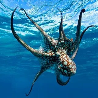 Осьминог в море