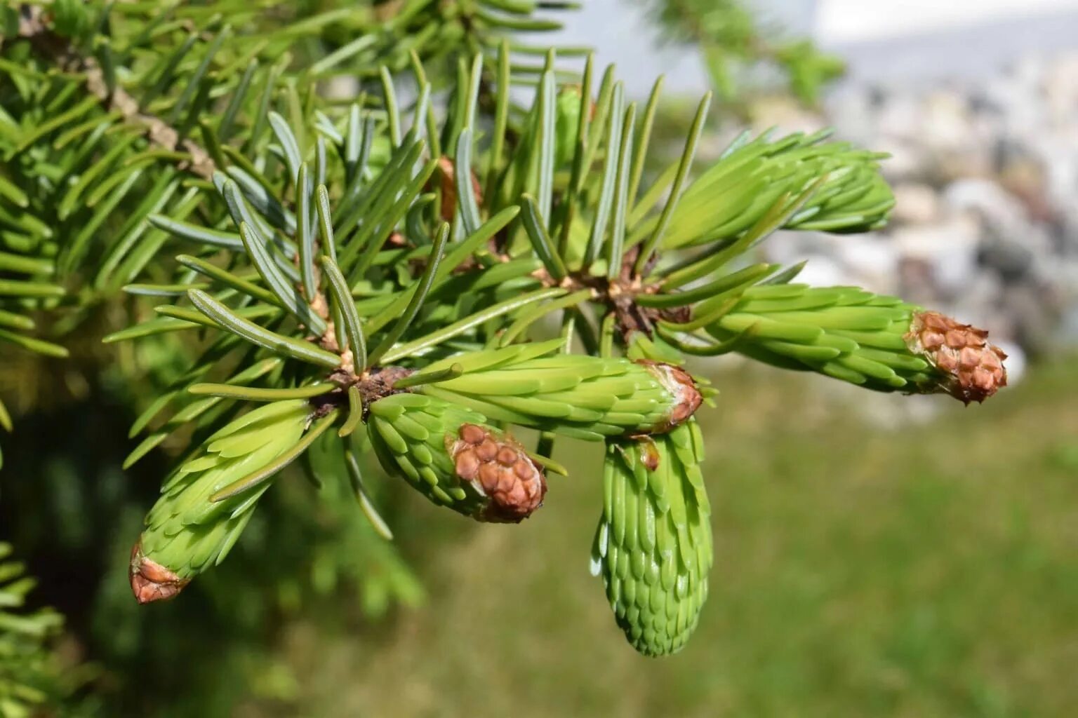 Picea chihuahuana. Pinus Sylvestris compressa. Сосна Sylvestris compressa. Хвойники сосны обыкновенной.