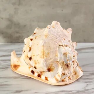 Ракушка уха