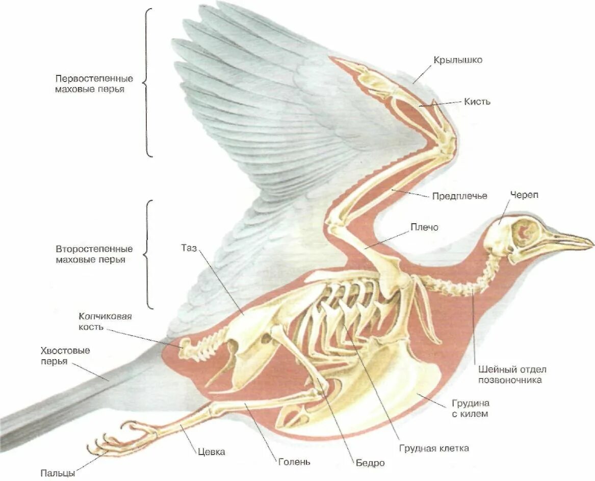 Особенности скелета и мускулатуры птиц. Внутренне строение сизого голубя. Строение скелета голубя биология 7 класс. Внешний вид и внутреннее строение птицы биология 7 класс. Внешнее и внутреннее строение голубя.