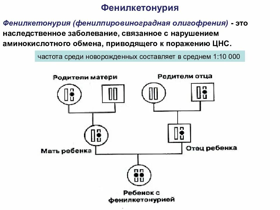 Фенилкетонурия фермент. Фенилкетонурия это наследственное заболевание. Схема наследования фенилкетонурии. Фенилкетонурия фенотипическая характеристика. Фенилкетонурия Тип наследования аутосомно.