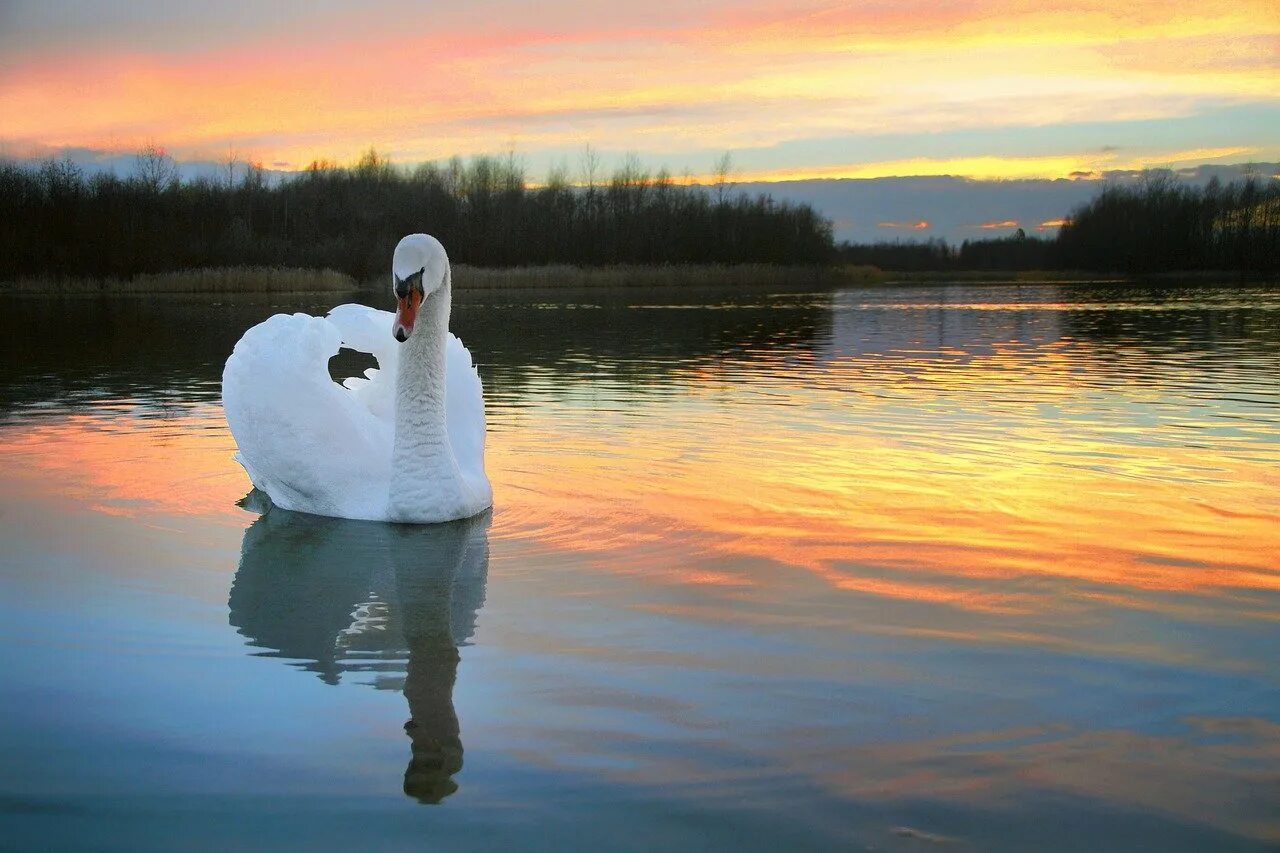 Лебедушка Лебединое озеро. Лебеди на озере. Белый лебедь. Лебеди в пруду.