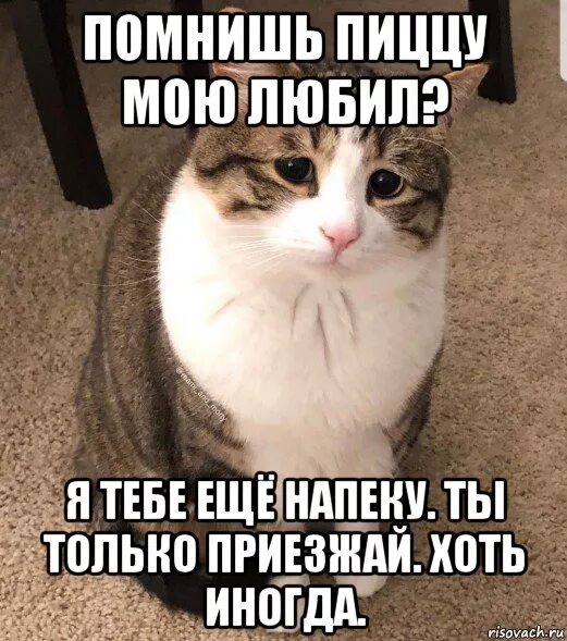 Приезжай. Открытки приезжай быстрее. Грустный кот приезжай хоть иногда. Приехали мем. Приезжай просто так.