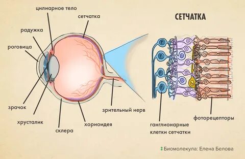 Зрительные рецепторы расположены в оболочке глаза