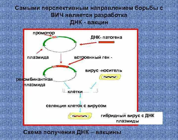 Разработка ДНК вакцины. Строение ДНК вакцины. Встраивание Гена в плазмиду. ДНК вакцины биохимия. Встраивание гена инсулина в плазмиду