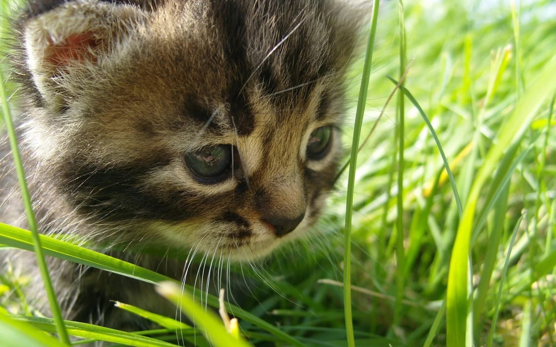 Котенок в траве. Животные летом. Забавные котята. Заставка животные.