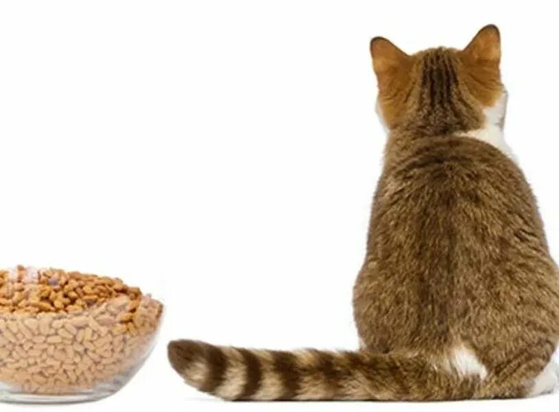 Отказ от еды у кошек. Корм для кошек. Миска для кошек. Кот кушает корм. Корм для кошек на белом фоне.