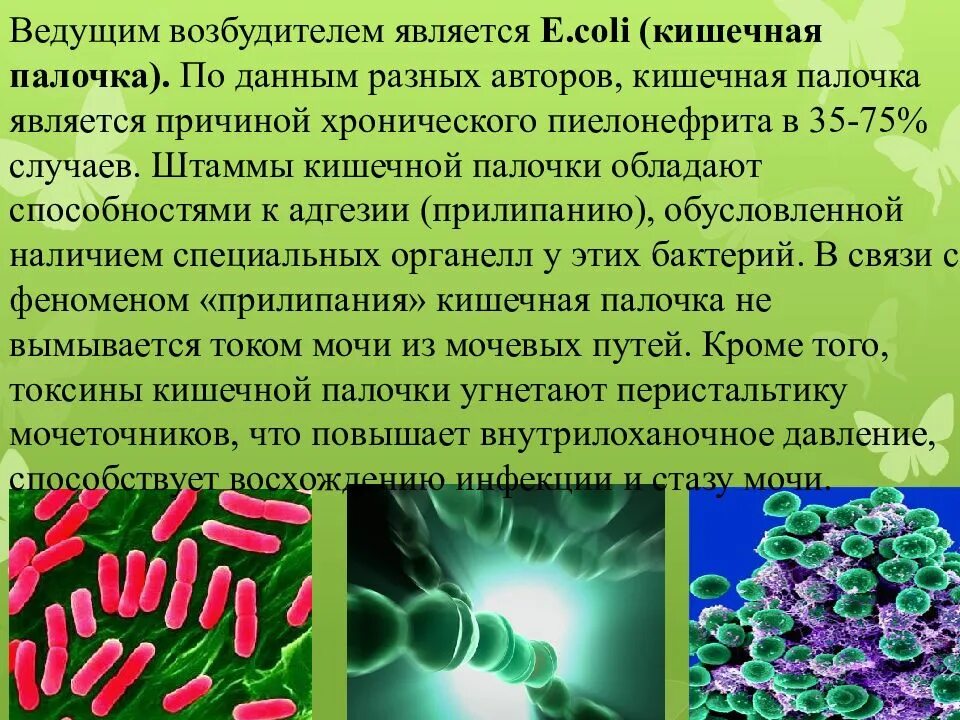 Возбудители кишечная кишечная палочка. Частый возбудитель хронического пиелонефрита. Кишечная палочка является возбудителем. Токсины кишечной палочки. Кишечная палочка в моче причины лечение