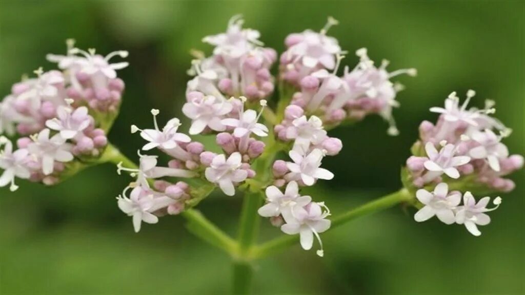 Песня в конце валериана. Валериана Колхидская. Валериана клубненосная (Valeriana tuberosa l.). Валериана двудомная. Valeriana wallichii Валерьяна индийская.