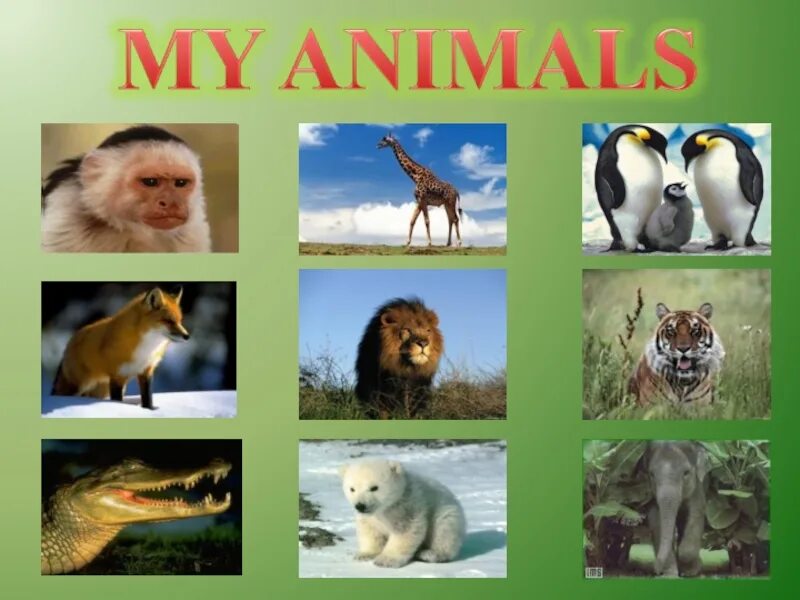 This is my animal. My animals. Май Энимал. My animal Mart.