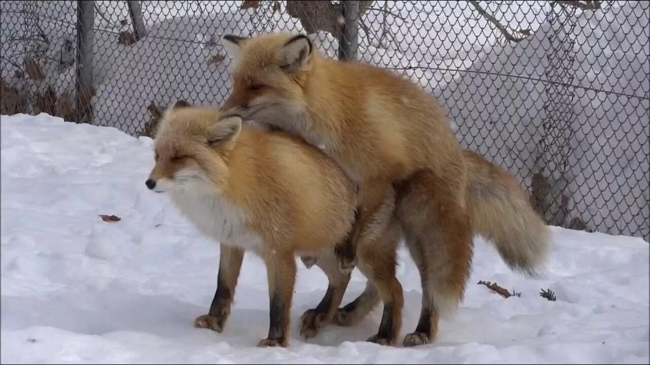 Fox cock. Лисы спариваются. Две лисы. Лисички спариваются. Лисы любовь.