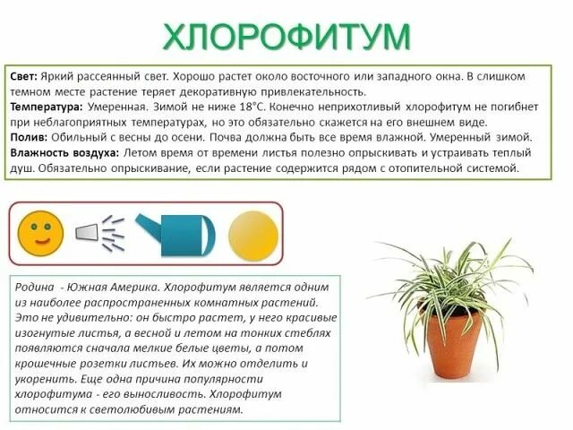 Как выглядит паспорт растения Как выглядит паспорт растения