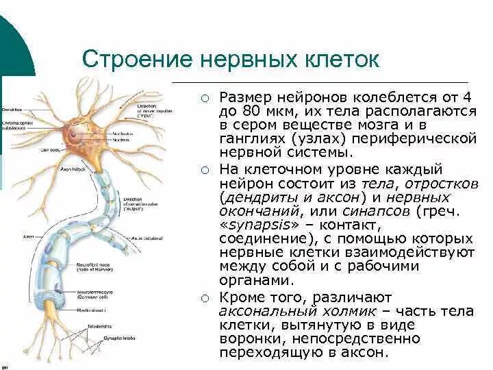 Нервные узлы и нейрон. Части нейрона и их функции. Функции нервной системы и строение нейрона. Особенности строения нервных клеток нейронов. Особенности строения нервной клетки.