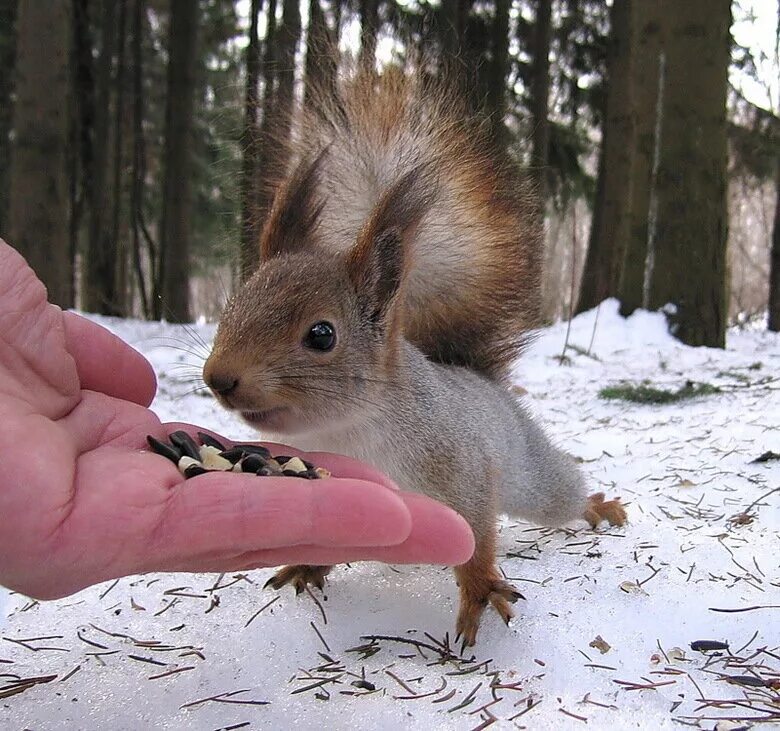 Подкармливание животных. Кормление животных. Звери в лесу. Забота о диких животных. Зимняя подкормка диких животных.