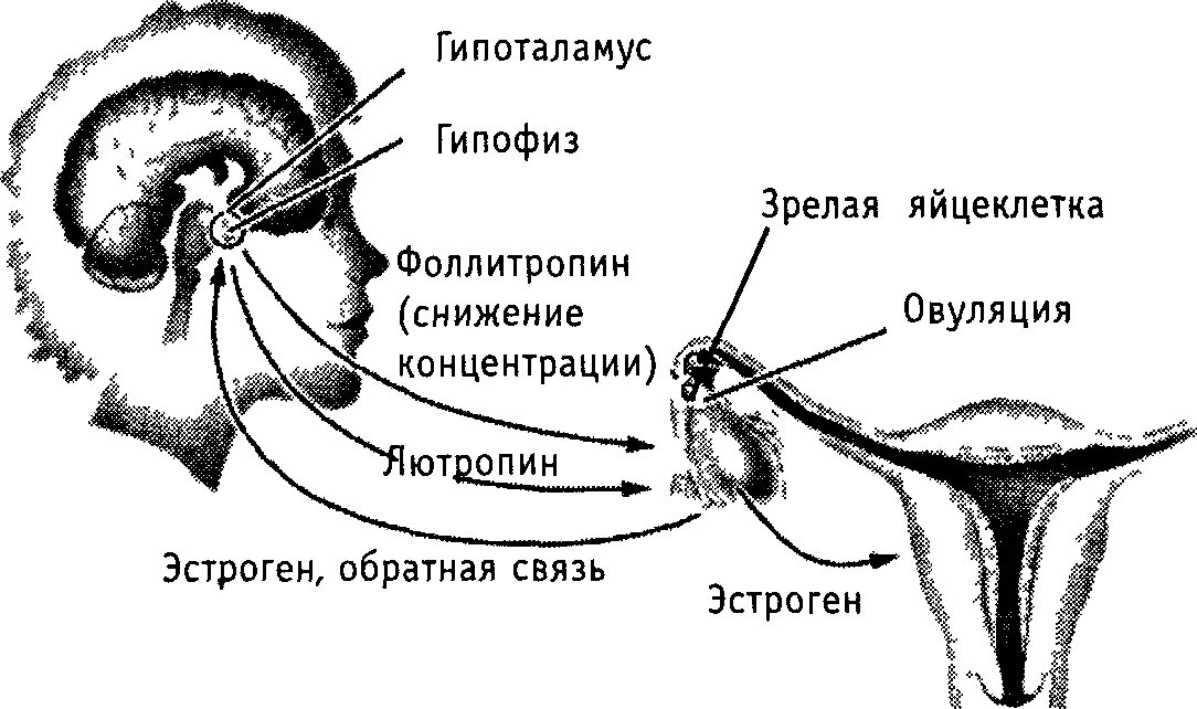 Гипофиз регуляции менструационного цикла. Гипоталамус гипофиз яичники матка. Овуляция схема. Схема регуляции менструального цикла.