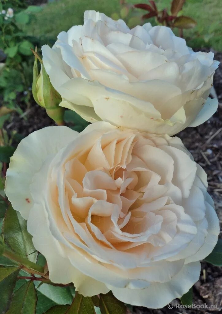 Sans souci pearl. Сан суси sans souci флорибунда.