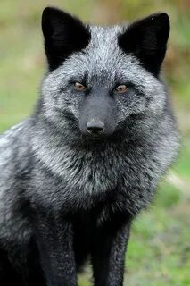 Лиса black
