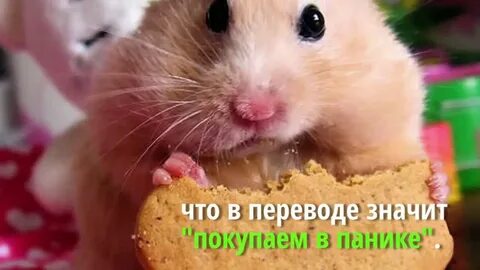 Хомяк фм луганск слушать