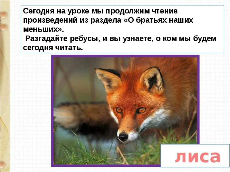 Лиса и еж рассказ. Н сладков лиса и ёж. лиса и еж сладкова. н сладков лисица и ёж 1 класс. н сладков лисица и ёж текст.