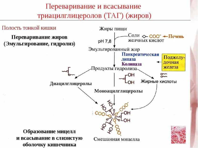 Переваривание и всасывание пищи происходит в. Переваривание пищи. Всасывание продуктов переваривания пищи. Тонкая кишка переваривание пищи. Всасывание питательных веществ в кишечнике.