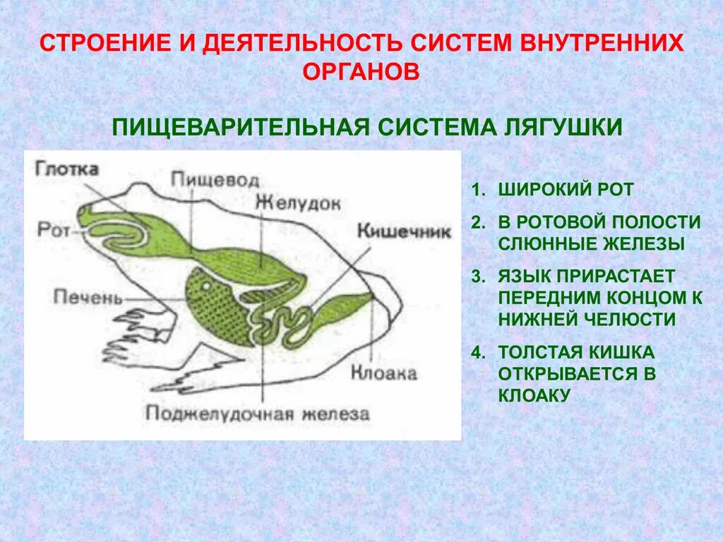 Функции дыхания у взрослых земноводных. Пищеварительная система Жабы. Внутреннее строение земноводных лягушка. Дыхательная и пищеварительная система лягушки. Название частей пищеварительной системы лягушки.