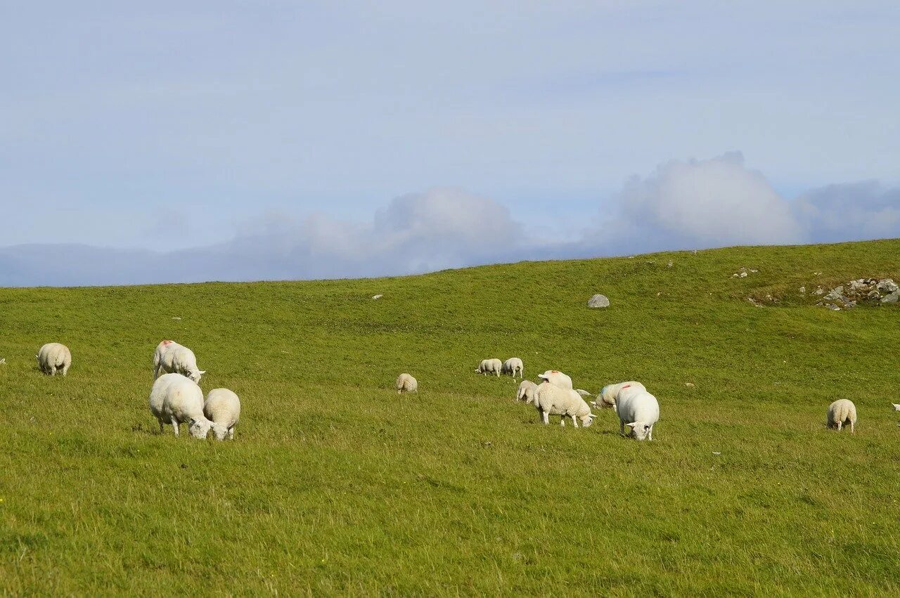 Пасу овечек. Пасущиеся овцы Шотландии. Степи Казахстана отары овец. Овцы на пастбище. Овечки пасутся.