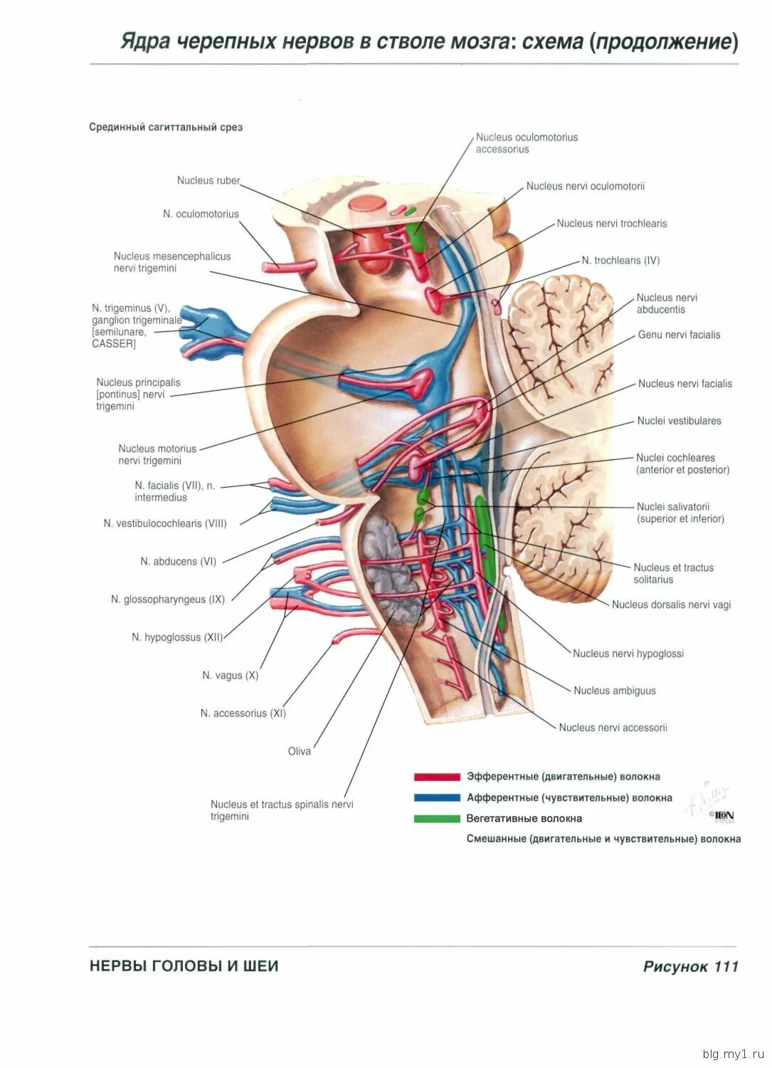 Ядра черепных нервов ствола мозга. Черепные нервы Неттер. Ствол мозга Черепные нервы. Ядра черепных нервов в стволе. Черепные нервы анатомия атлас.