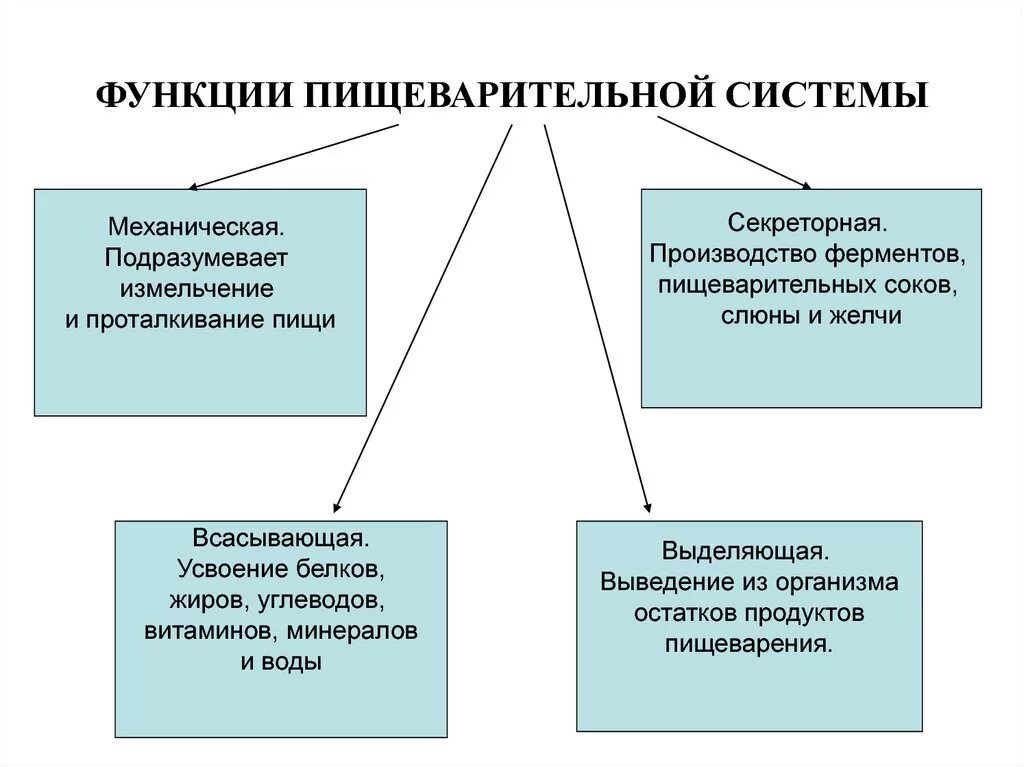 Органы выполняющие общие функции. Перечислите функции пищеварительной системы кратко. 1. Перечислите функции пищеварительной системы. 3 Функции пищеварительной системы. 4 Функции пищеварительной системы.