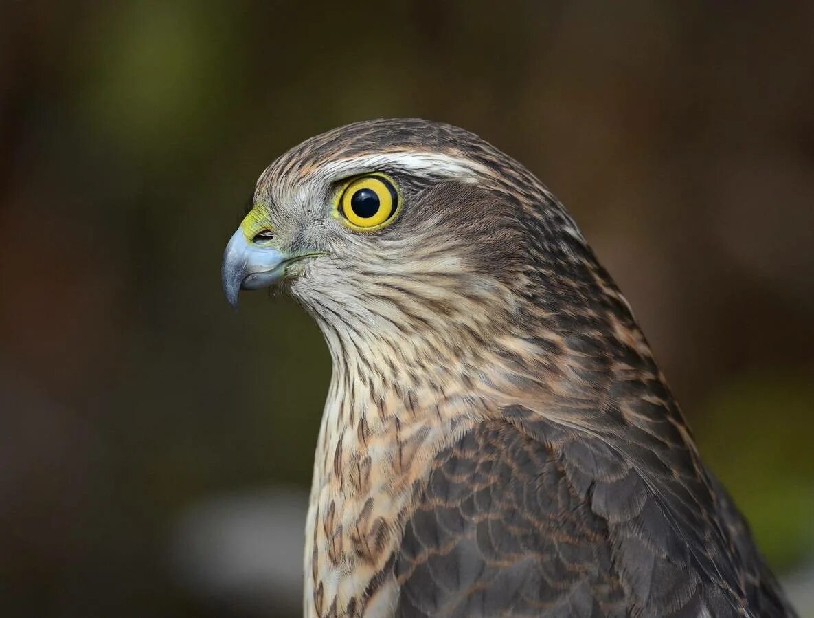 Ястреб канюк орел. Ястребиные. Ястреб-тетеревятник. Сокол сапсан ястреб коршун. Ястребиный сарыч фото.