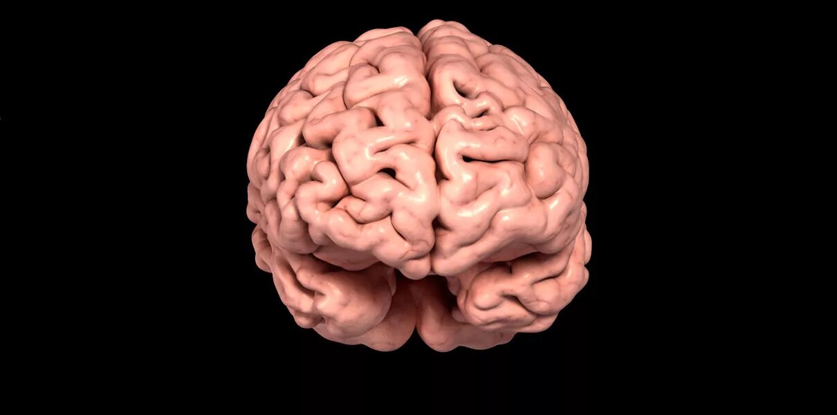 Технический мозг. Мозг вид спереди. Мозг человека фронтально. Мозг человека вид спереди. Мозг анфас.