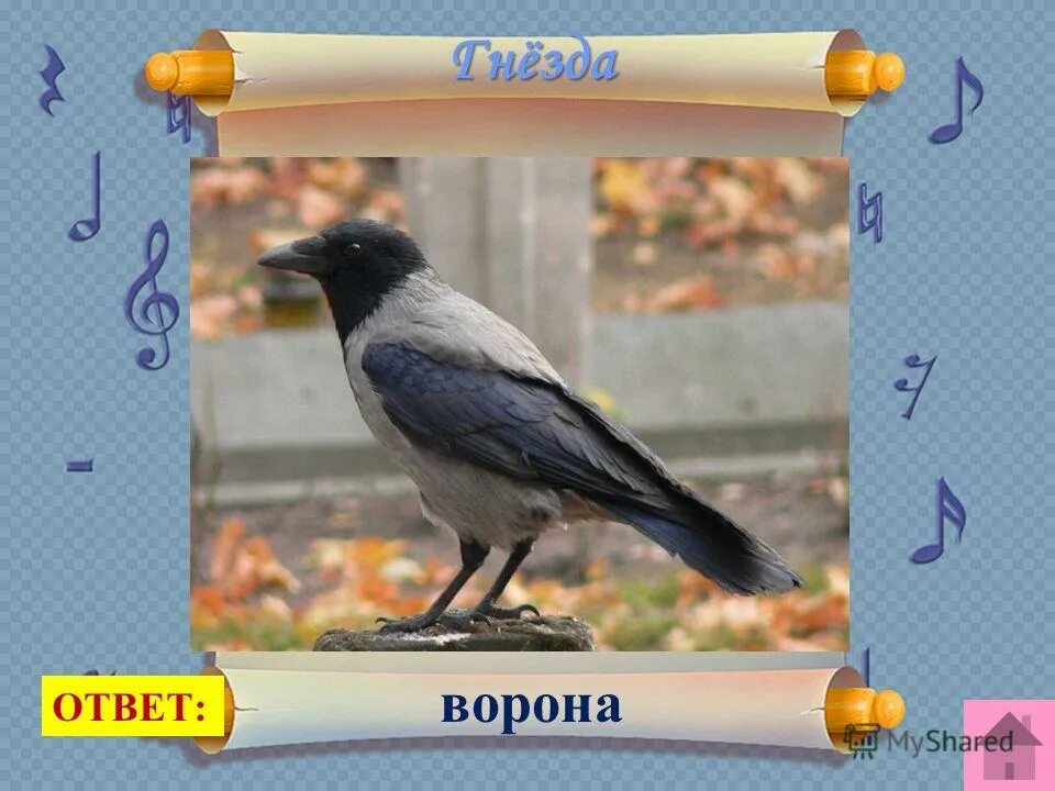 Ворон ворону в ответ. Загадка с отгадкой ворона.