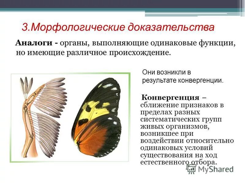 Органы возникающие в результате конвергенции. Морфологические доказательства эволюции. Конвергенция аналогичные органы. Конвергенция какие органы возникают. Органы выполняющие одинаковые функции.