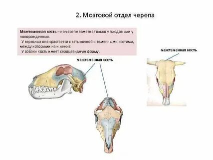 Парные кости черепа животных