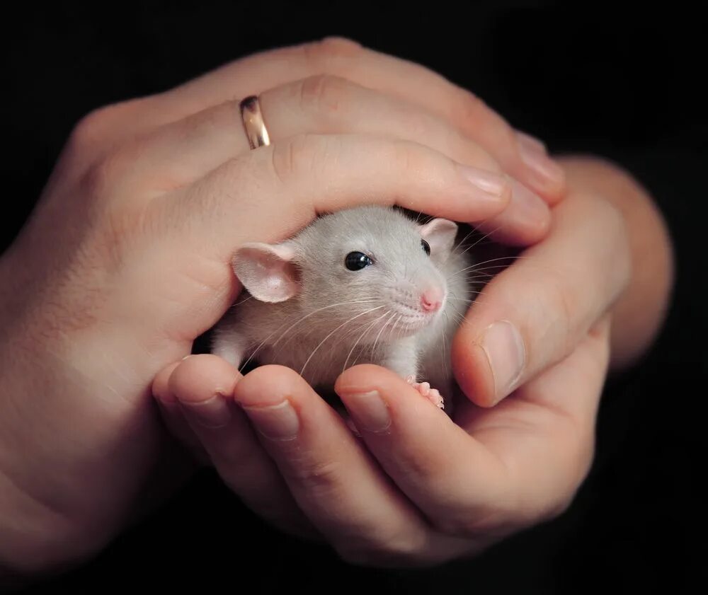 Хомяк грызун крыса. Грызуны. Хомяк грызун крыса. Мышка хомяк. Крыса и хомяк.
