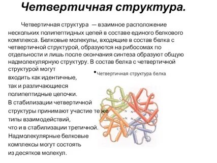 Четвертичная структура олигомерных белков
