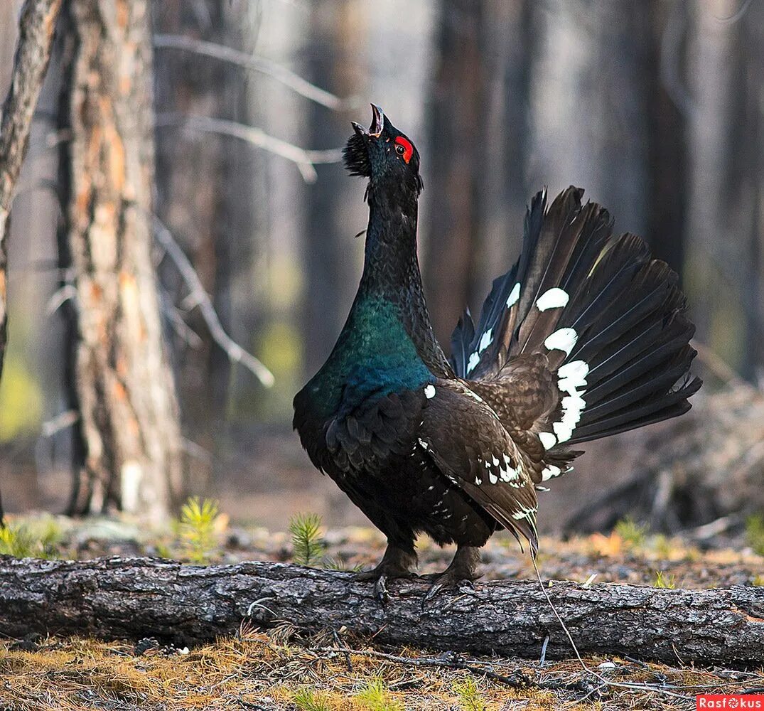 Глухарь (Tetrao urogallus). Тетерев-Косач. Чернобрюхий Глухарь. Фазан тетерев Глухарь.