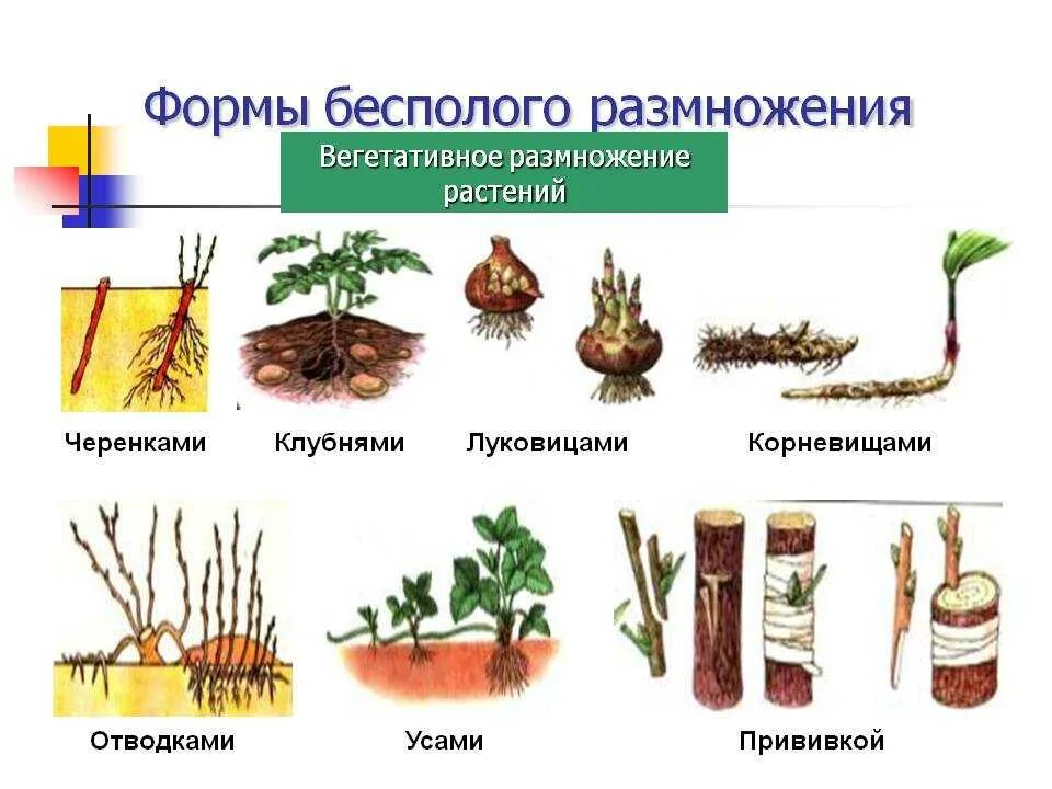 Какой орган обеспечивает вегетативное размножение растений ответ. Варианты вегетативного размножения растений. способы вегетативного размножения растений рисунки. способ вегетативного размножения растений корневищами. размножение растений вегетативным способом усиками.
