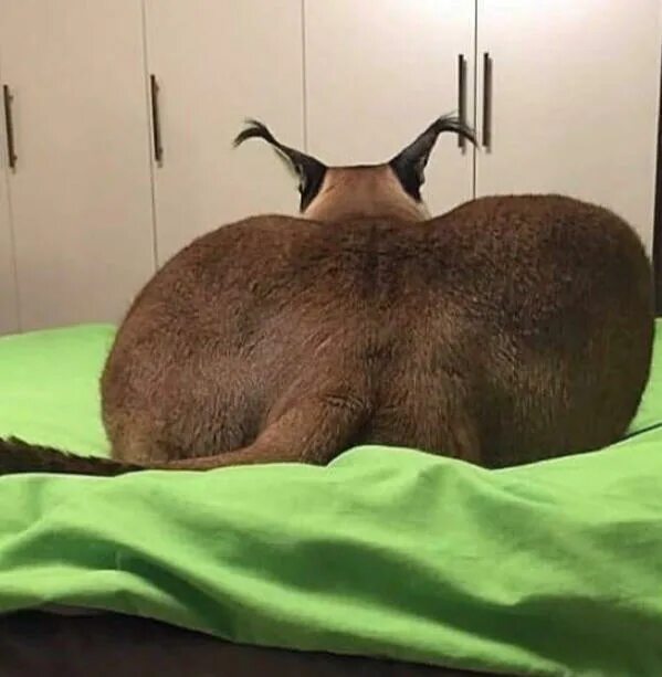 Back Of A Male Cat - стоковые фотографии и другие картинки Вид сзади - Вид сзади