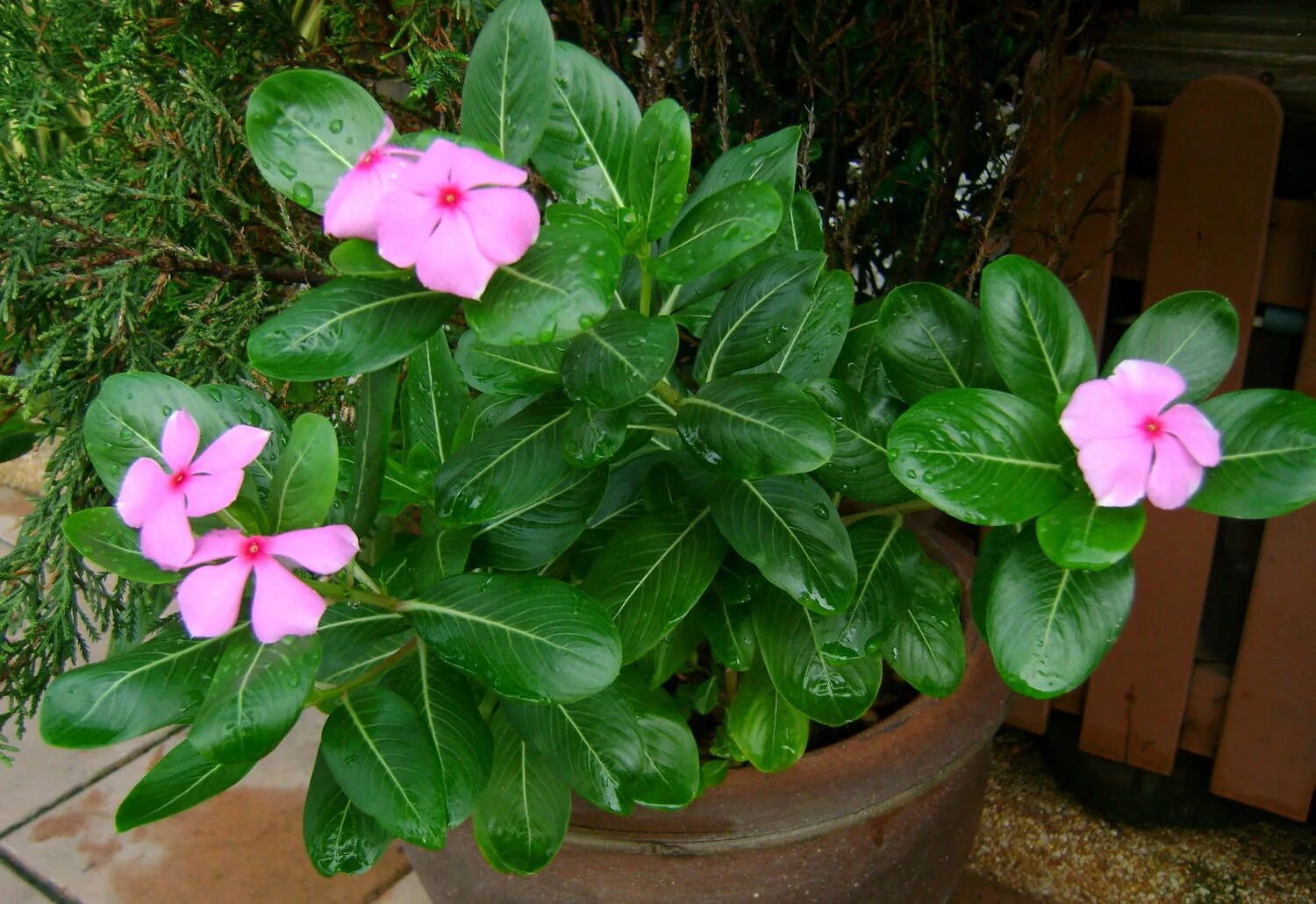 Катарантус альпийский. Бальзамин катарантус. Катарантус аристократ. Катарантус на клумбе. Катарантус цветок.