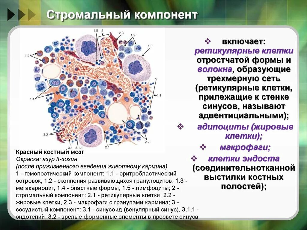 Что такое строма в гистологии. Стромальные элементы красного костного мозга. строение красного костного мозга гистология. ретикулярные клетки красного костного мозга. макрофаги красного костного мозга.