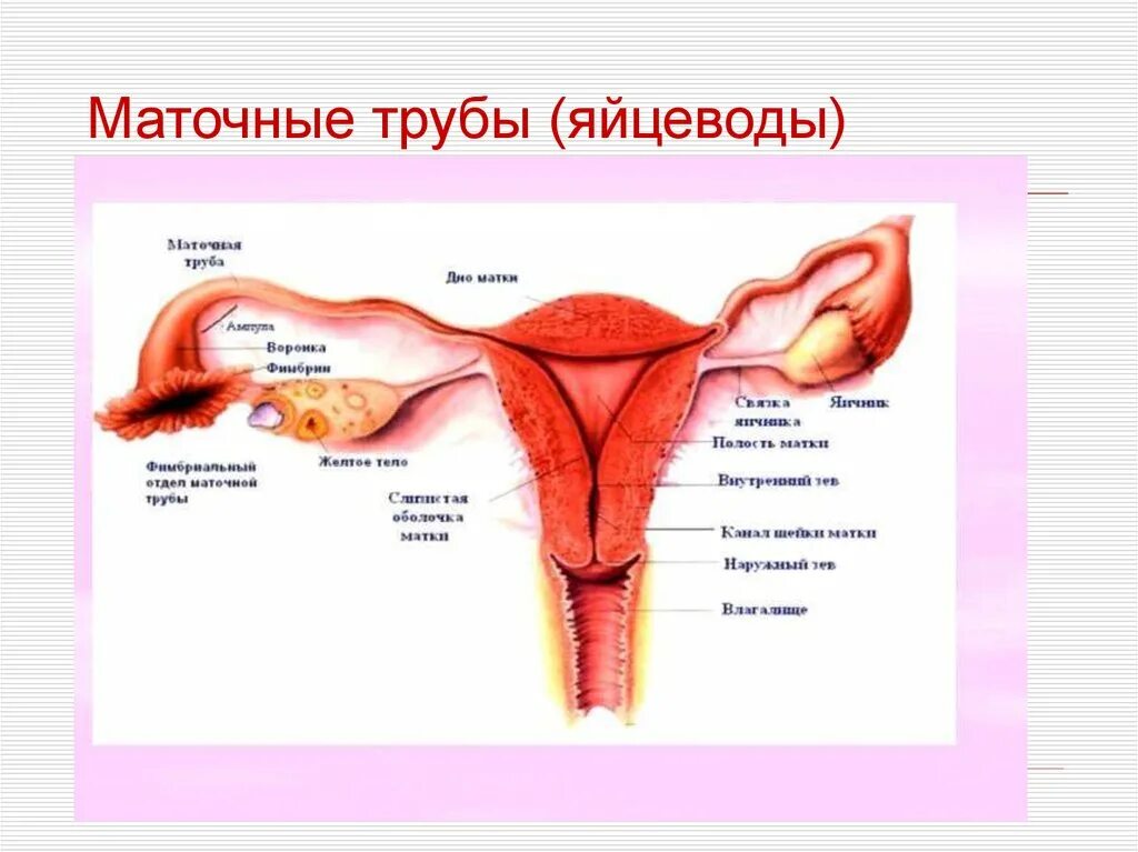 Женская половая труба