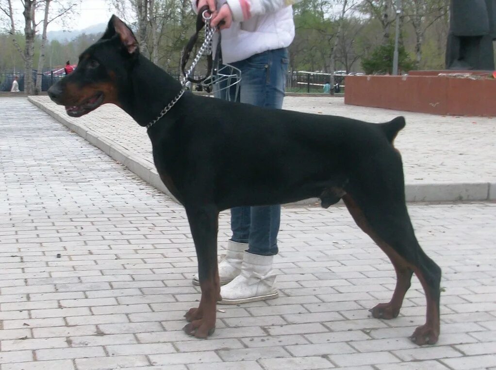 Доберман рост. Доберман ростов. Доберман кутенок. Доберман вега. Доберман рост.