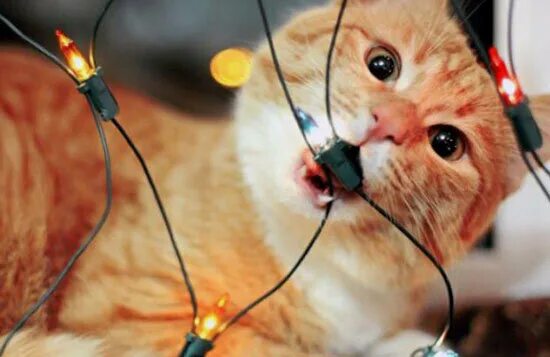 Котик с проводами. Котик перекусывает провод. Кот грызет провода. Кот перегрыз провод.