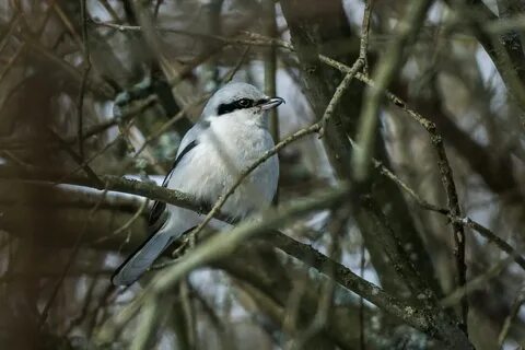 Фото птиц северо запада