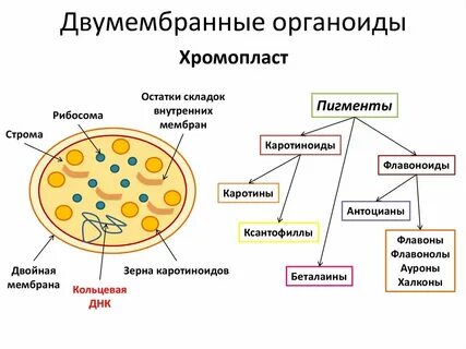 Специфические органоиды