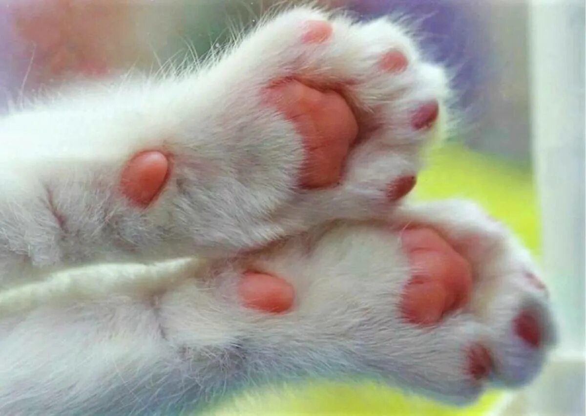 Лапки кошки