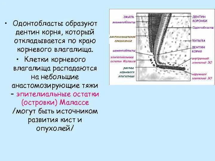 Особенность строения дентина какую функцию он выполняет. Эпителиальные островки малассе. эпителиальные островки малассе функции. одонтобласты образуют. источник развития дентина.